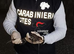 Rettile abbandonato nei pressi di un condominio a Caserta