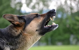 Avvisava i clienti con il latrato di un cane, pusher arrestato