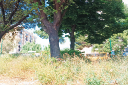 Area Nord di Napoli, un’autentica savana