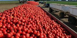 Pomodori, costi alle stelle: aziende in crisi