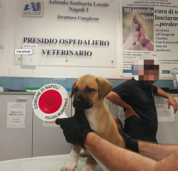 Cucciolo usato per l'accattonaggio salvato dai vigili