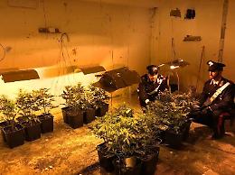 Coltivano cannabis e rubano elettricità: due in manette
