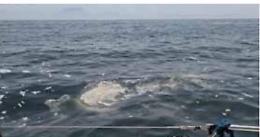 Mare sporco, tuffi nell’immondizia