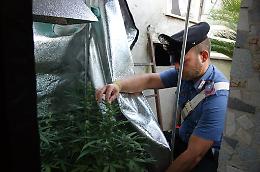 Torre Annunziata, nel ripostiglio di casa due serre per coltivare cannabis