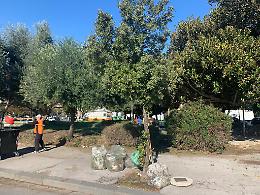 Interventi di potatura del verde nelle Municipalità di Napoli 