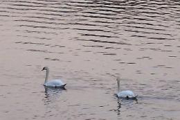 Cigno ucciso a bastonate, la compagna si lascia morire