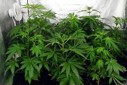 Curava piantagione cannabis sui Monti Lattari, arrestato 51enne
