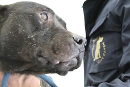 Combattimenti clandestini, sei cani salvati nel Salernitano