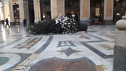 “Sopravvissuto" alle feste, albero abbattuto prima della rimozione