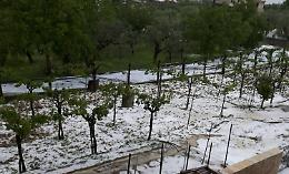 Grandinata record nel Sannio, la filiera del vino traccia un percorso comune