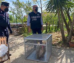 Raro macaco in gabbia, liberato dai carabinieri