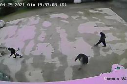 Saman Abbas, in un video tre uomini con pale e sacco