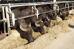 Allevatore di bufale aggredisce veterinari