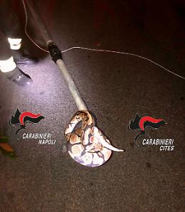 Pitone su un albero a Mugnano