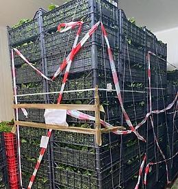Intossicati dalla mandragora, individuato il produttore e distrutta la merce sequestrata