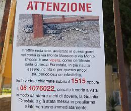 Allarme vipere a Roma