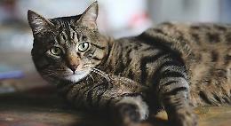 Coronavirus, gatto lavato con la candeggina: è morto poco dopo 