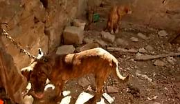 Cani malnutriti e legati con catene, denunciato 50enne