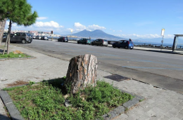 Cinque milioni di euro per gli alberi a Napoli