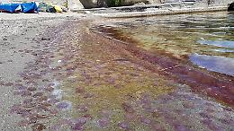 Invasione di meduse nel Golfo, «Colpa della pesca esagerata»