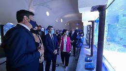 Napoli, riapre l'Acquario della stazione zoologica Anton Dohrn