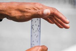 Febbre Dengue, Singapore lancia l'allarme