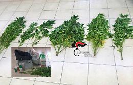 Piante di cannabis sul tetto di casa: coppia incastrata