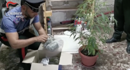 Scovata serra con 44 piante di cannabis in un immobile