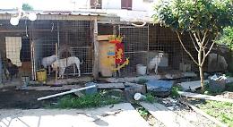 Cani e gatti senza cibo né acqua, donna denunciata
