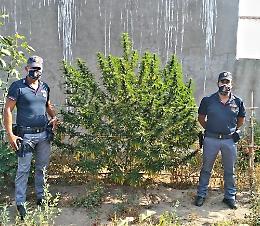 Casamicciola, pianta di marijuana in un fondo: denunciato 44enne