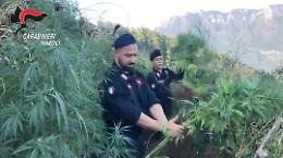 Scoperte e distrutte 270 piante di marijuana