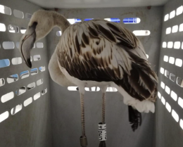 Coroglio, salvato un giovane esemplare di fenicottero rosa