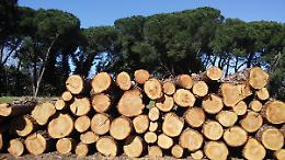 Salerno, scoperto commercio internazionale di legname illegale