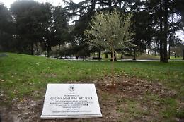 Un ulivo a Bacoli per ricordare “Giusto tra le Nazioni"