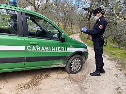 Faggi abbattuti nel parco del Matese, tre divieti di dimora