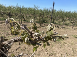 Gelo fuori stagione, distrutti pomodori e kiwi tra Napoli e Caserta