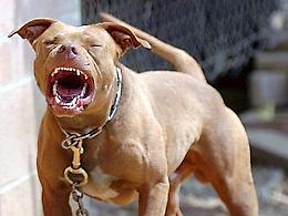 In casa 4 pitbull, scattano i controlli: trovata droga
