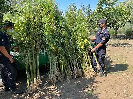 Canapa indiana tra gli ulivi, sequestrate 564 piante