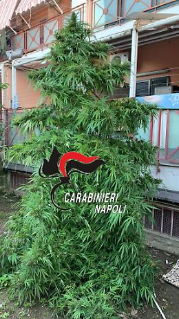 Pianta di marijuana a forma di albero di Natale