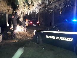 Piantagione di cannabis nell'azienda agricola, maxi sequestro