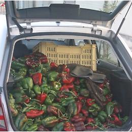 Peperoni ripieni di cocaina, arrestato fruttivendolo