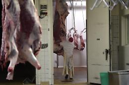 Macello abusivo degli orrori, animali uccisi e sparsi a terra