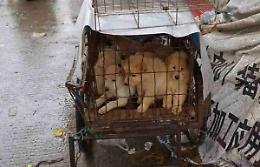 Coronavirus, svolta in Cina: vietato mangiare carne di cane e gatto