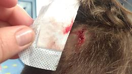 Babygang aggredisce 21enne a piazza Dante