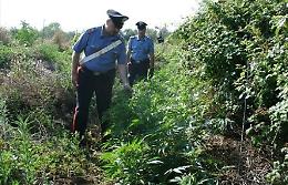 Cannabis sui Lattari, <br>i carabinieri distruggono un'altra piantagione 
