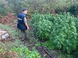 Monti Lattari, carabinieri trovano 115 piante di cannabis