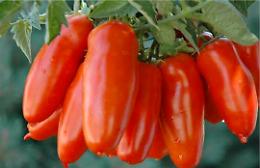 Costiera sorrentina, domani il laboratorio del gusto
