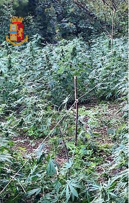 Polizia scopre piantagione di marijuana a Castellammare
