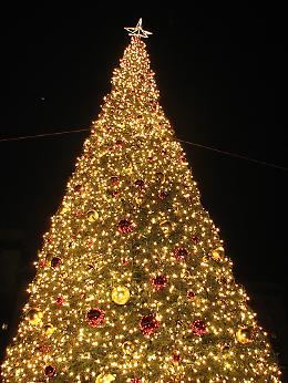 Anche Santa Maria C.V. avrà un albero, ma non grazie all'ex amministrazione