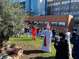 Un ulivo in ricordo degli operatori sanitari deceduti nella pandemia
